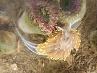 Hermissenda crassicornis