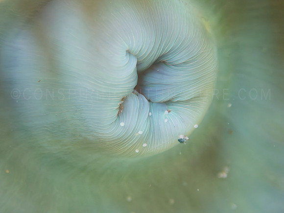 Anthopleura xanthogramma