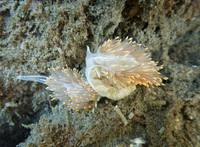 Two Hermissenda crassicornis
