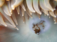 Anthopleura xanthogramma