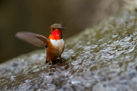 Allen's Hummingbird