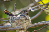 Anna's Hummingbird (Female) on Nest