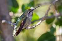 Anna's Hummingbird (Female)