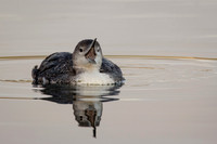 Loon
