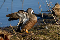 Blue Winged Teal (Male)