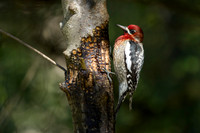 Woodpeckers & Sapsuckers