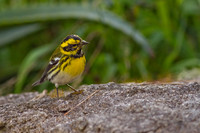 Warblers
