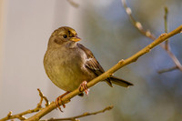 Golden-Crowned Sparrow