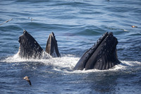 Humpback whales