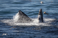 Humpback whale