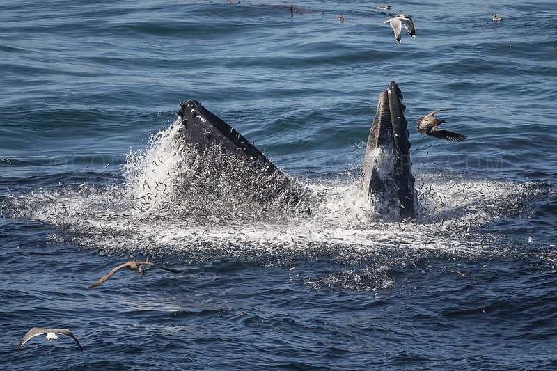 Humpback whale