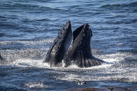Humpback whale