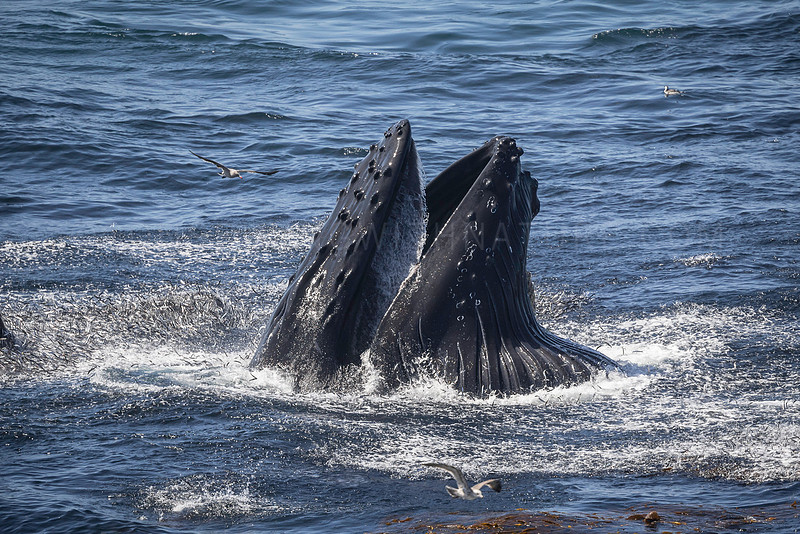 Humpback whale