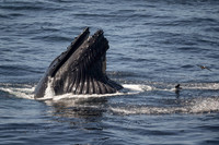 Humpback whale