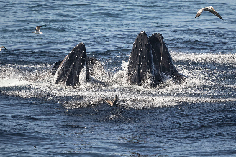 Humpback whales