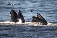 Humpback whales