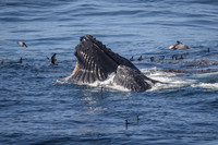 Humpback whale