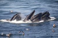 Humpback whales
