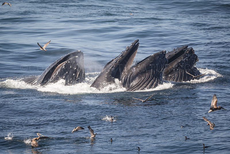 Humpback whales