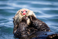 Southern Sea Otter