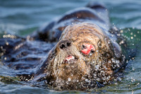 Southern Sea Otters mating