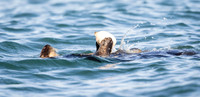 Southern Sea Otter preparing lunch