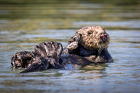 Southern Sea Otter
