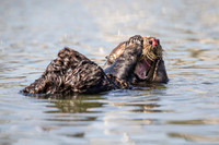 Southern Sea Otter