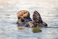 Southern Sea Otter