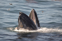 Humpback whale