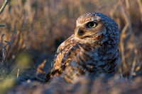 Burrowing Owl at Sunset
