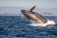 Humpback whale breach sequence