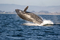 Humpback whale breach sequence