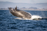 Humpback whale breach sequence