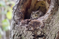 Screech Owls