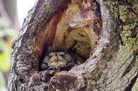 Western Screech Owl