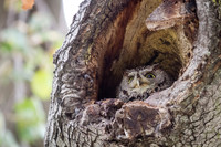 Western Screech Owl