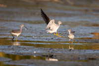 Yellowlegs territorial fight