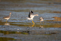 Yellowlegs territorial fight