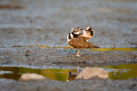 Killdeer