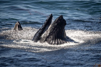 Humpback whales