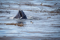Humpback Whale