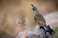 California Quail (male)