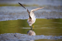 Greater Yellowlegs stretches