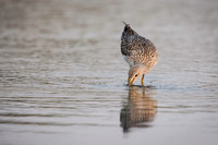 S-curve (Greater Yellowlegs)