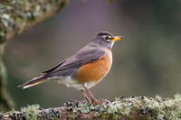 American Robin