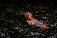 Allen's Hummingbird