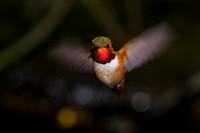 Allen's Hummingbird