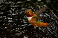 Allen's Hummingbird
