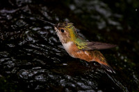 Allen's Hummingbird